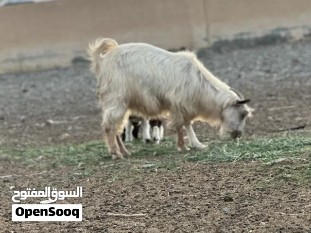 للبيع شاه  ً