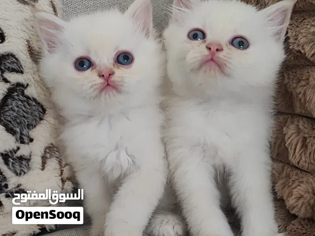 صغار الهملايا ذكر
