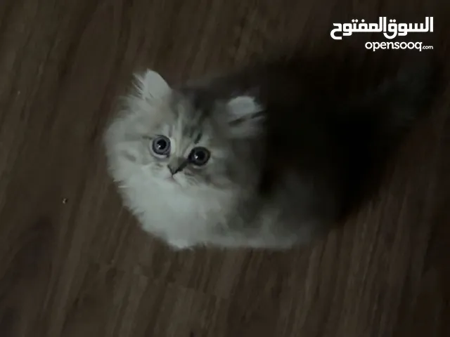 قطه بعمر شهرين و نصف