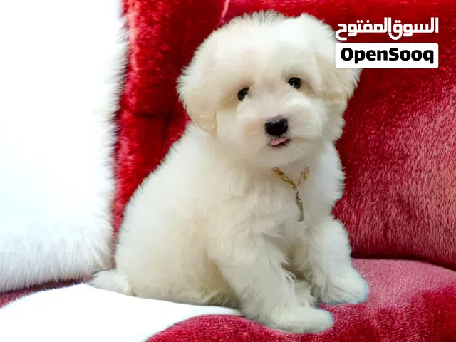 اشيك ولد مينى هافنيز عمره 50 يوم