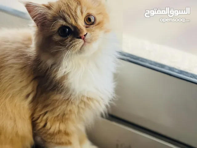 4 months old cute Persian doll face
