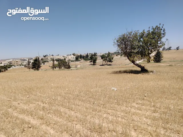 Residential Land for Sale in Amman Al-Zaytouneh