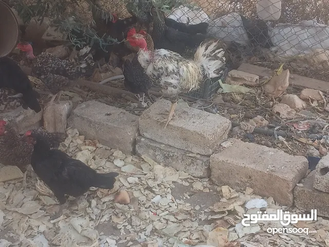 يوجد جاج بلدي البيع ما حولي 20ال25 جاجه بلديه البيع بدون ابو رقيبه رن ما منختلف بلسعر