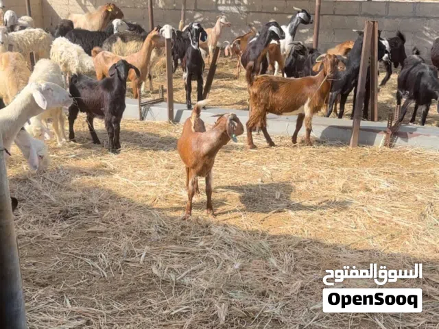 غنم اضاحي محلي - تربية مزرعة