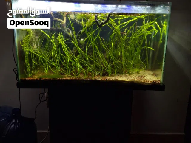 AQUARIUM with all accessories (130 Litres)