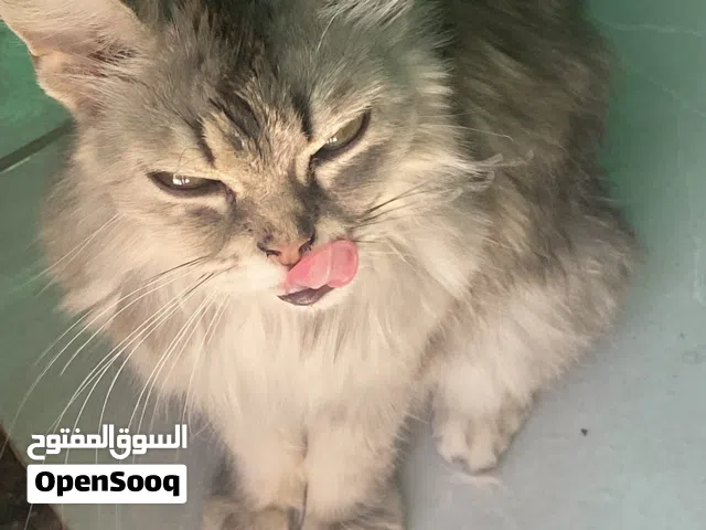 قطة شيرازية
