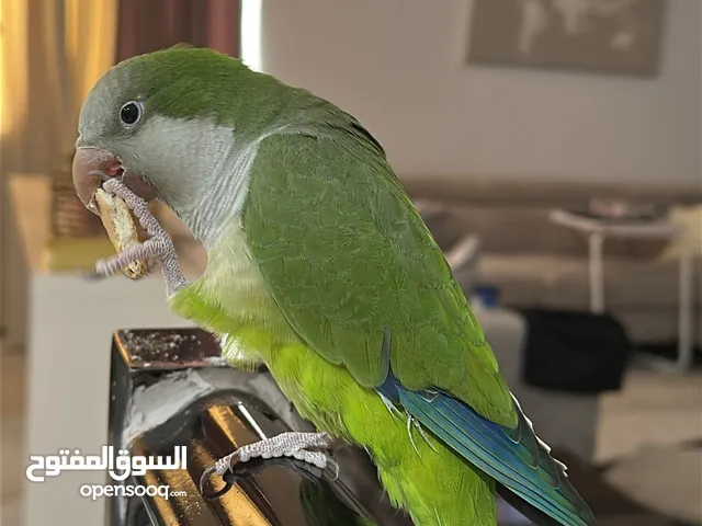للبيع كويكر عمره سنتين و شوي يسولف شرط صحة زينة و كلام ربوة مربيه من و اهو فرخ