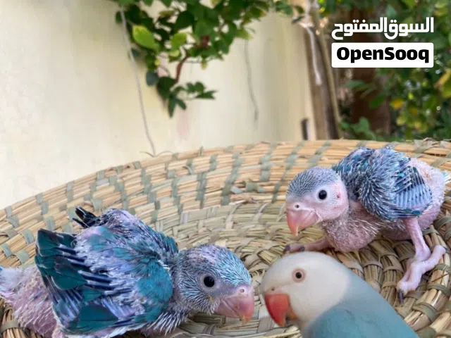 للبیع بیبي متو فروخ غر لحق علی الزين الوان چمیله وطيور قويه انتاج البحرين