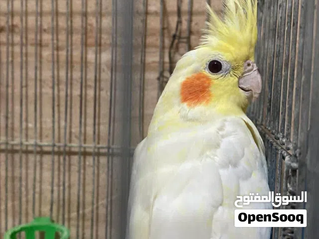 كوكتيل للبيع مستعجل السعر 25مع قفص