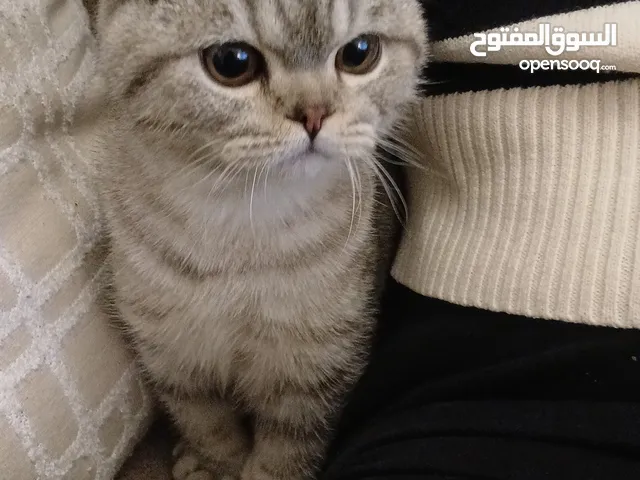 ذكر سكوتش فولد