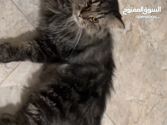 شانشيلا ذكر للبيع بكامل صحته