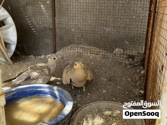 مطلوب ذكر قطاء ضحوي