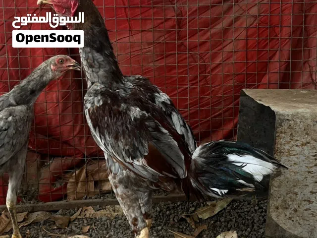للبيع بتشوه الوصف مهم