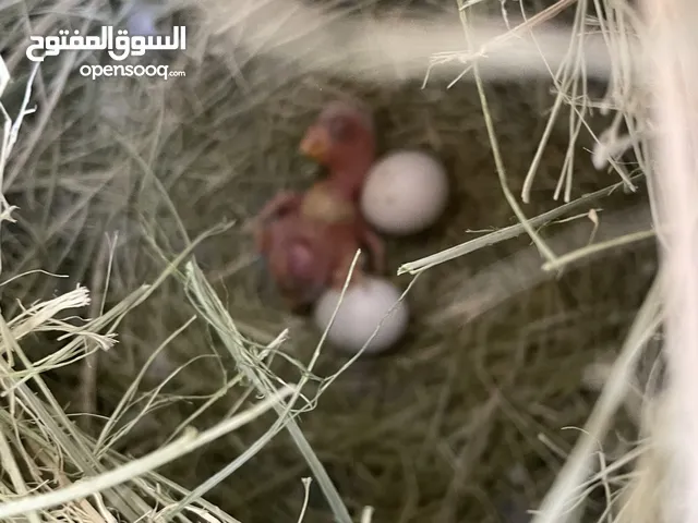 السعر علي الصوره