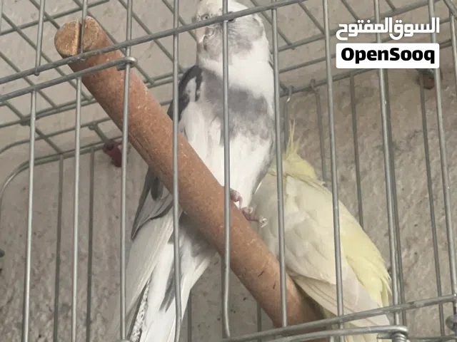 متاح عصافير كوكتيل