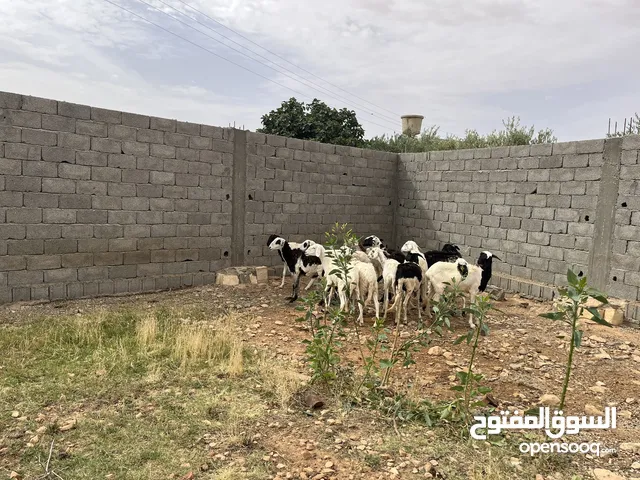 نعاج تيهريات حييل للبيع متاعات موس