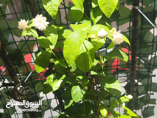 Fragrant Jasmine Plant for Sale