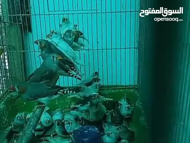 طيور جنه الوان بلدي حبات شغاله صحه ممتازه ابيض سكني بني مقنبر