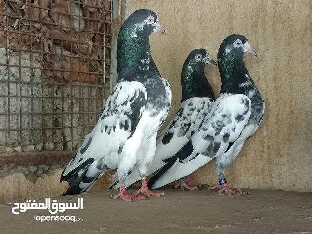 حمام باكستاني
