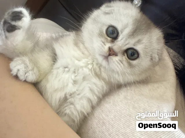 سكوتش فولد انثى العمر شهرين سلفر شيدد