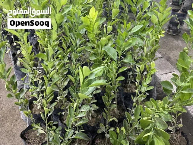 ليمون عماني للبيع