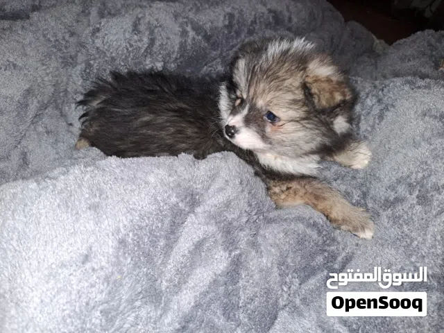 Male puppy 50 days old