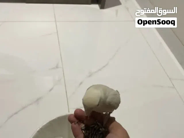 طير روز هدد داخلي