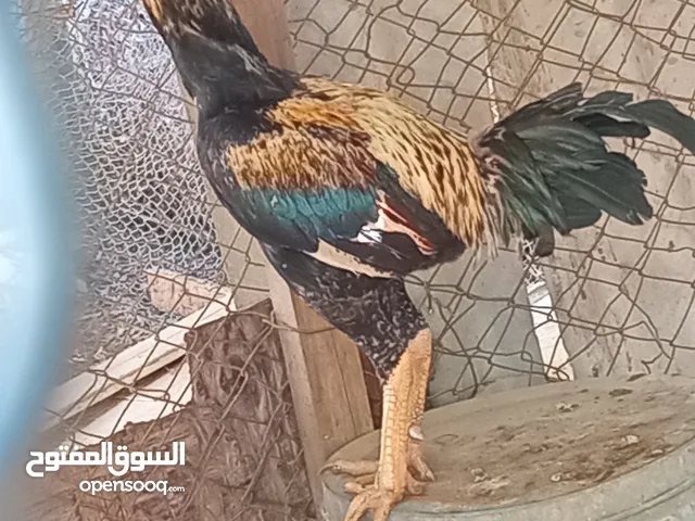ديك ضرابة للتواصل على موقع و حياكم