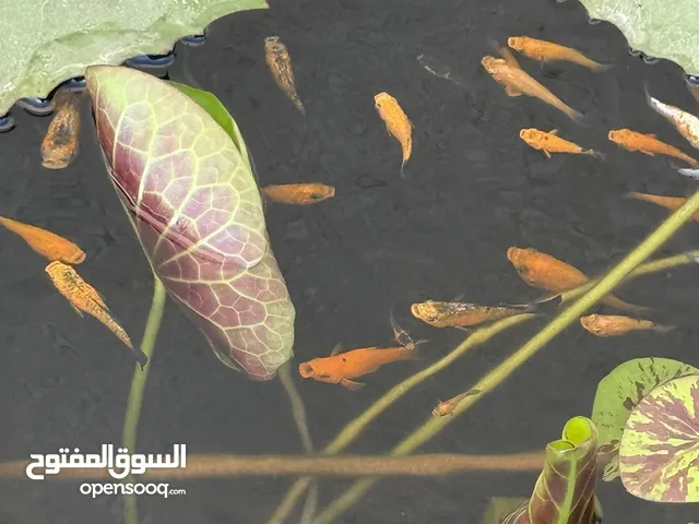 Fishes