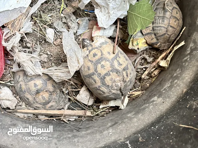 سلاحف (فكرونات للبيع)