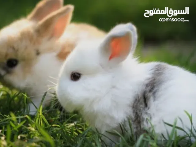 ارانب صغيره الوان مميزه اليه للغاية ،،،،،،