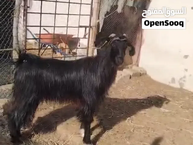 شاه من حلال بني سعيد الاصل