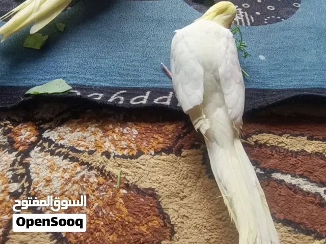 كوكتيل شكري عيون حمر اليف ( الوصف)