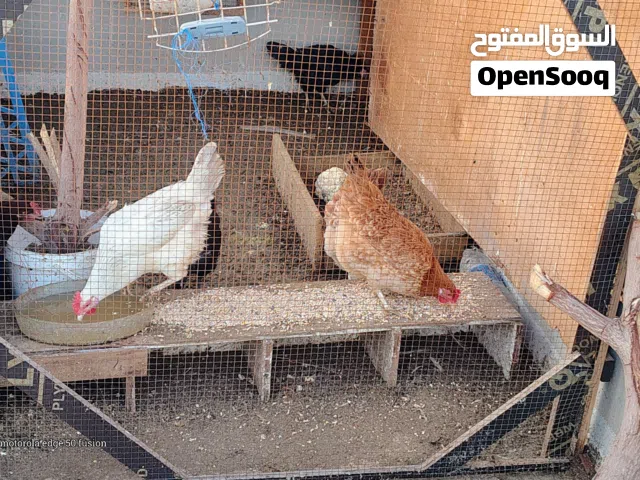 chickens for for sale