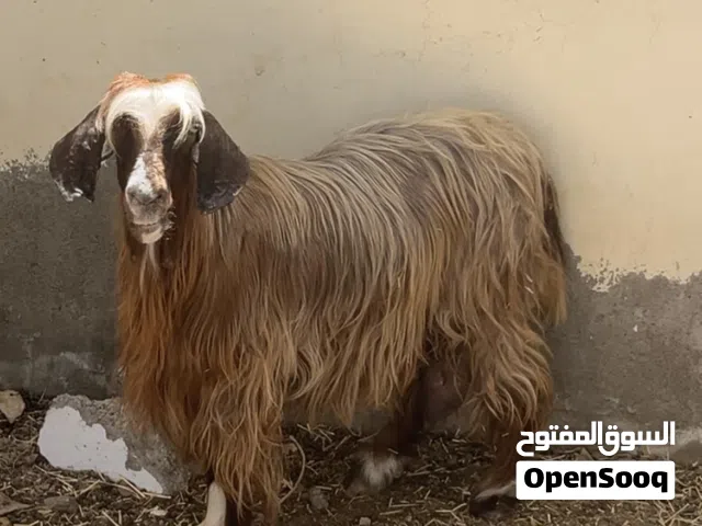 جاموديه عشار