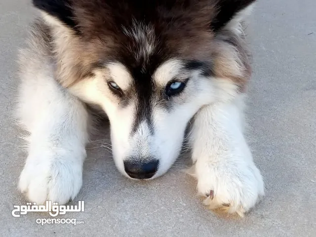 كلب هاكسي للبيع قوة القوة