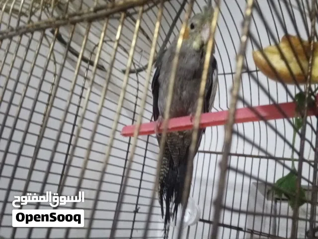 سلام عليكم كوكتيل اليف البيع