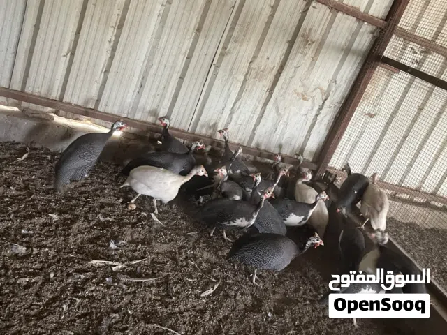 دجاج حبشي(خيبر)
