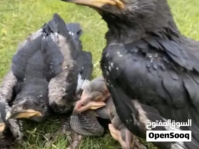 غربان الريفن العملاق