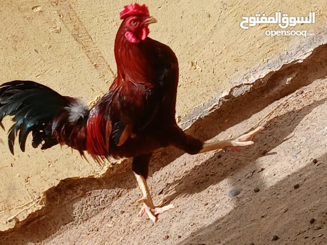 ديك محلي للبيع