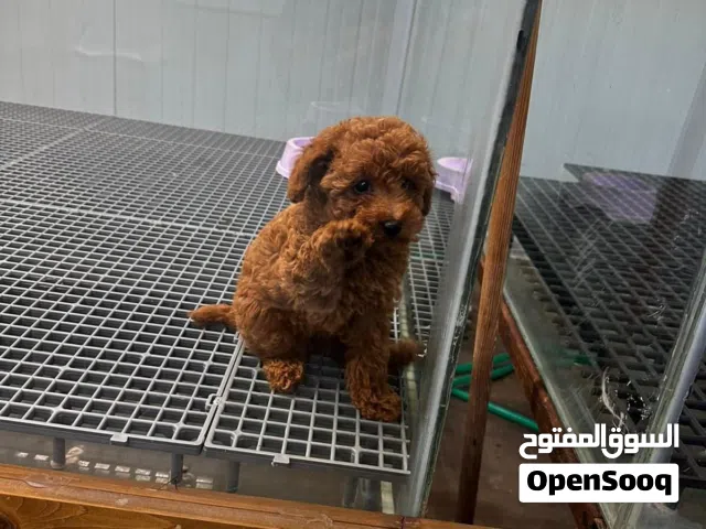 اجمل جراء العالم ...توي بودل