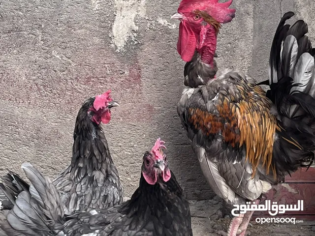 دجاج عرب دجاجتين مع ديك