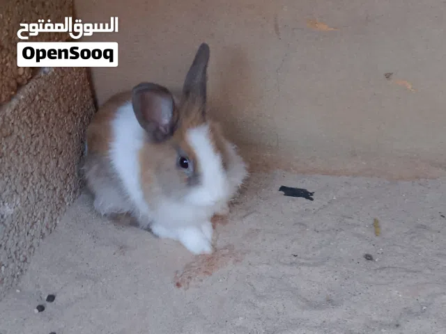 نبي انثاياا عمر من 5لل6شهور نفس نوع لي فصوره لي عنده يعرض