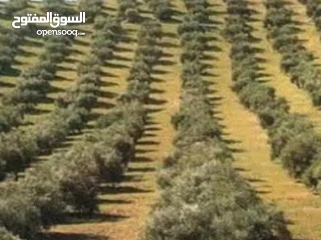 مزرعه مثمرة بها مئات اشجار الزيتون