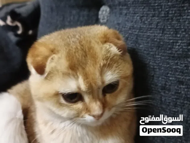 قطط نوع سكوتش فولد للبيع