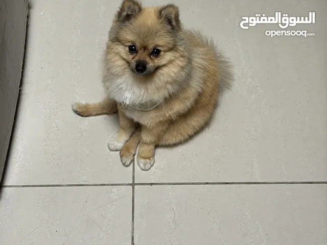 بومبيرينيان جرو