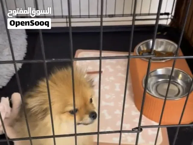 أنثى بومرينيا العمر 3 شهور لعوبه مع الجواز ومطعمه ومع القفص