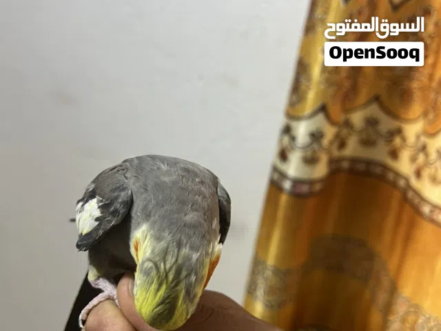 كوكتيل فحل حبشي جاهز