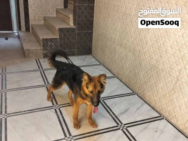 جيرمن شيبرد