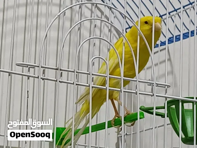 كناري لونك شاير زوج